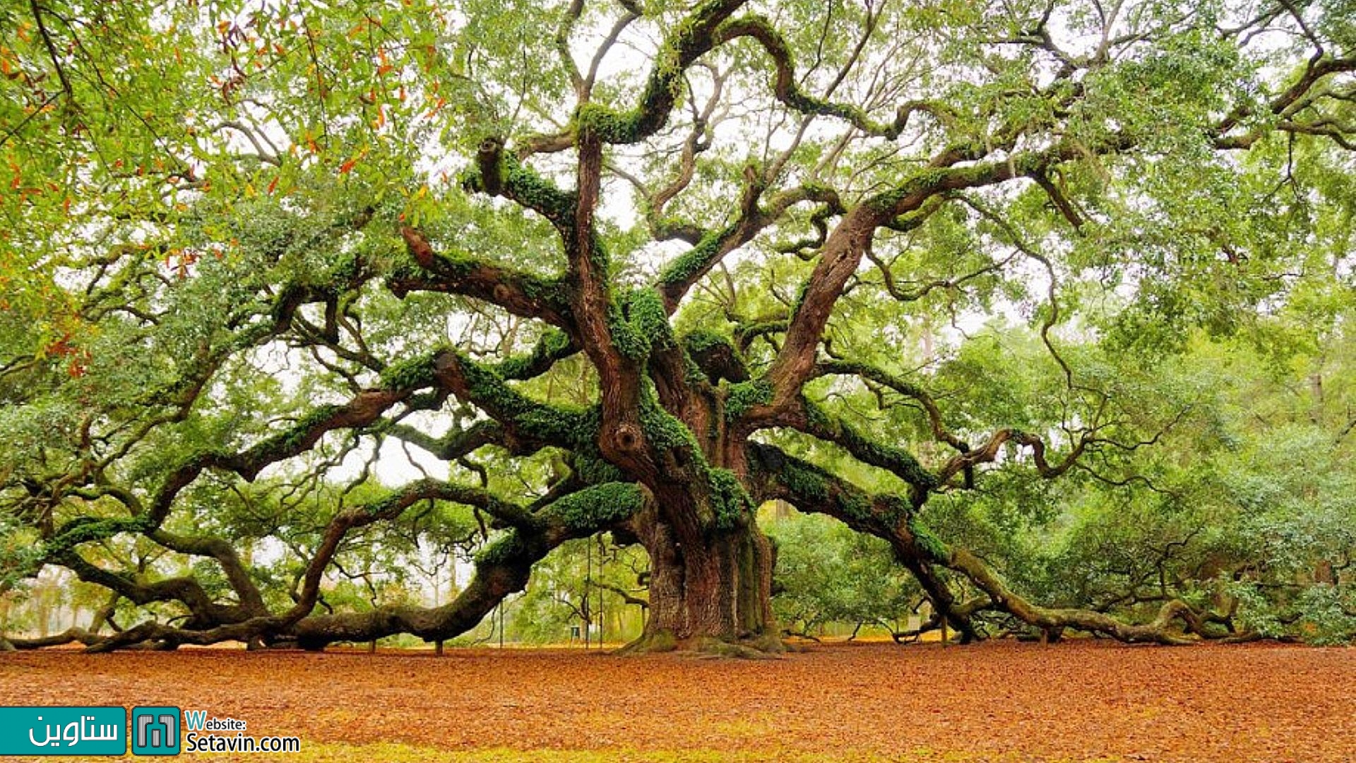 شگفت انگیزترین درختان جهان
