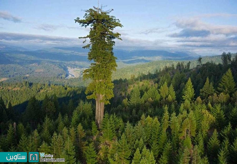 شگفت انگیزترین درختان جهان