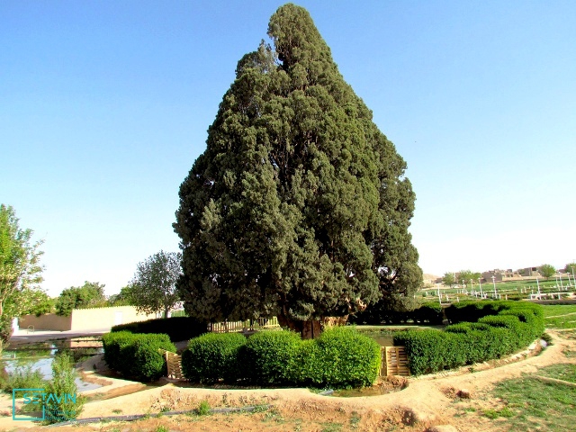 سرو ابرکوه , پیرترین موجود زنده دنیا , سرو , ابرکوه , پیرترین موجود زنده , شبکه هنر و معماری ستاوین , نگین سبز , شهرستان ابرکوه , ابرقوه , حمدالله مستوفی ,  نزهت القلوب , یافث , شورای عالی حفاظت محیط زیست , رئیس اداره میراث فرهنگی