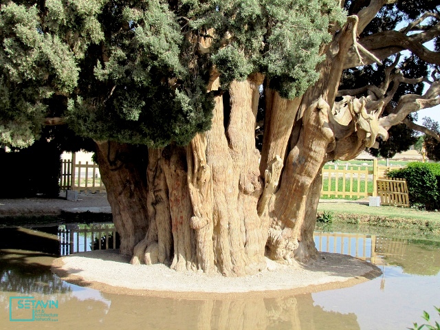 سرو ابرکوه , پیرترین موجود زنده دنیا , سرو , ابرکوه , پیرترین موجود زنده , شبکه هنر و معماری ستاوین , نگین سبز , شهرستان ابرکوه , ابرقوه , حمدالله مستوفی ,  نزهت القلوب , یافث , شورای عالی حفاظت محیط زیست , رئیس اداره میراث فرهنگی