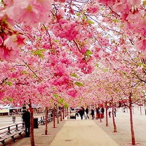 عکس - ژاپن غرق در عطر شکوفه های گیلاس