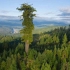 عکس - شگفت انگیزترین درختان جهان