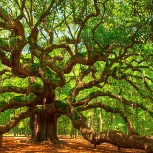 تصویر - شگفت انگیزترین درختان جهان - معماری