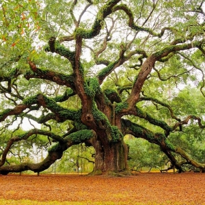 تصویر - شگفت انگیزترین درختان جهان - معماری