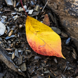 تصویر - روستای کنگ ، ماسوله ی خراسان - معماری