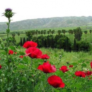 تصویر - جلوه بی بدیل طبیعت در باغ توریستی چشمه بلقیس چرام - معماری