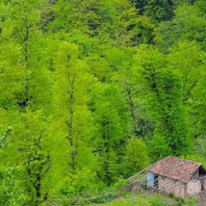 تصویر - آبشار زمرد , پدیده ای بکر در جنگل حویق - معماری