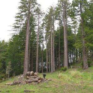 تصویر - رستوران درختی زرد ، اثر تیم طراحی Pacific Environments , نیوزلند - معماری