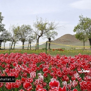 تصویر - پیش به سوی سفرهای نوروزی - محلات ، هلند ایران - معماری