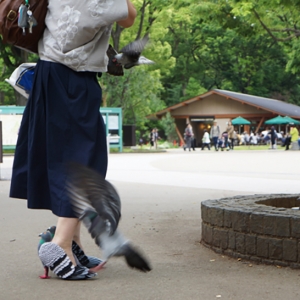 تصویر - کفش هایی به شکل کبوتر در هماهنگی با حیات وحش پارک ایونو توکیو  - معماری