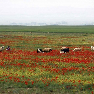 تصویر - سفر به خنک ترین شهر ایران در تابستان،شهر بدون کولر - معماری