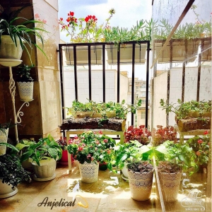تصویر - گل و گیاه در تراس خانه های ایرانی - معماری