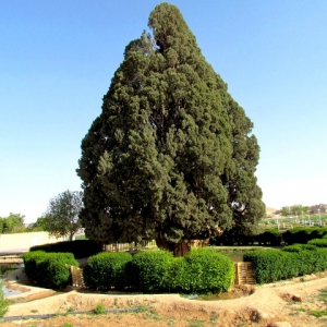 تصویر - سرو ابرکوه , پیرترین موجود زنده دنیا - معماری