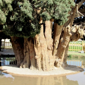 تصویر - سرو ابرکوه , پیرترین موجود زنده دنیا - معماری