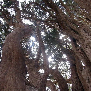 تصویر - سرو ابرکوه , پیرترین موجود زنده دنیا - معماری