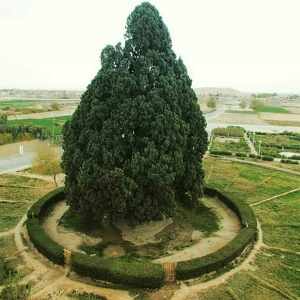 تصویر - سرو ابرکوه , پیرترین موجود زنده دنیا - معماری