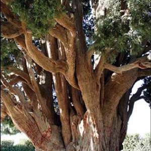 تصویر - سرو ابرکوه , پیرترین موجود زنده دنیا - معماری