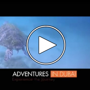 تصویر - ماجراجویی در دوبی , لذت غواصی در میان صخر‌های مرجانی - معماری