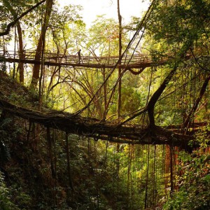 عکس - پل دیدنی Mawsynram (پلی از ریشه درختان) ، هندوستان