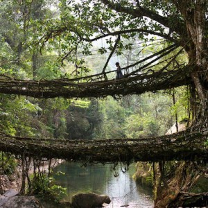 تصویر - پل دیدنی Mawsynram (پلی از ریشه درختان) ، هندوستان - معماری