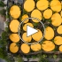عکس - Second Home Hollywood , اثر Jose Selgas و Lucia Cano , لندن ( Holland Park )
