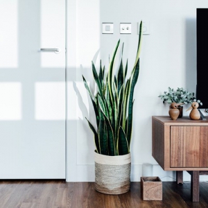 تصویر - معرفی ۱۲ گیاه آپارتمانی که هوا را تصفیه می کنند. - معماری