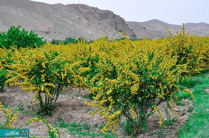 شکوفه های زیبای زرشک