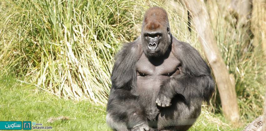 10 - باغ جانورشناسی برلین (The Berlin Zoological Garden)  باغ جانورشناسی برلین چندان بزرگ محسوب نمی شود و تنها 84 هکتار مساحت دارد. پس فکر می کنید دلیل قرار گرفتنش در این فهرست چیست؟ با درنظر گرفتن اینکه بزرگی یک باغ وحش و یا تعداد حیوانات تعیین کننده بزرگی یک باغ وحش هستند، به جاذبه اصلی آن می اندیشیم: حیوانات.  تصور کنید حدود 1500 گونه و 20 هزار (!) حیوان در این باغ وحش زندگی می کنند. اگر مبنای بزرگی یک باغ وحش را (بجز مساحت) بسته به تعداد حیوانات بدانیم، در دنیا هیچ باغ وحشی به بزرگی باغ جانور شناسی برلین وجود ندارد. 