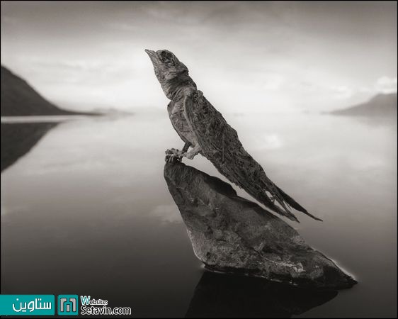 سنگ شدن پرندگان در دریاچه natron