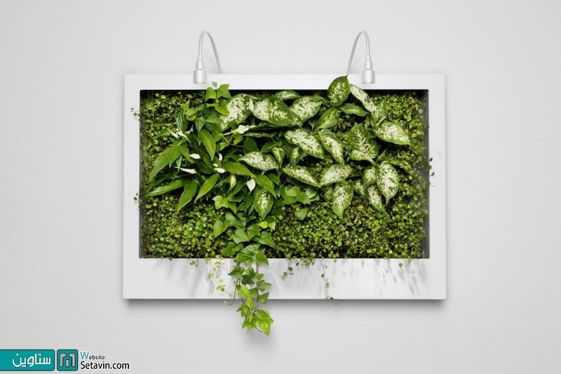  دیوار سبز ،دیوارهای طبیعی با گیاهان سبز زنده
