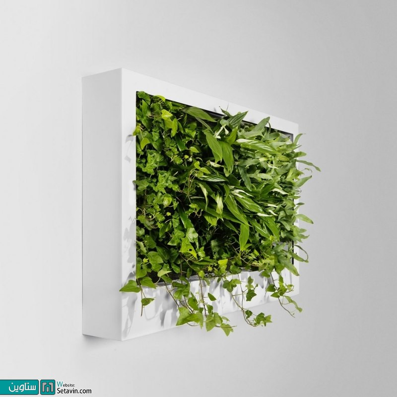  دیوار سبز ،دیوارهای طبیعی با گیاهان سبز زنده
