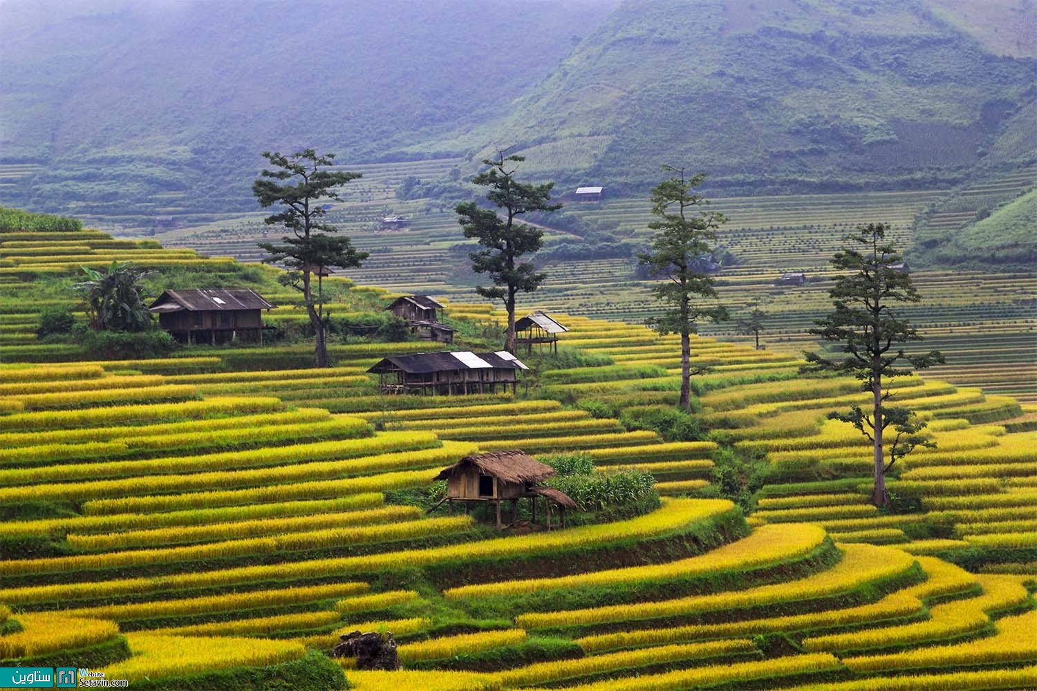 مزارع پلکانی برنج در ویتنام