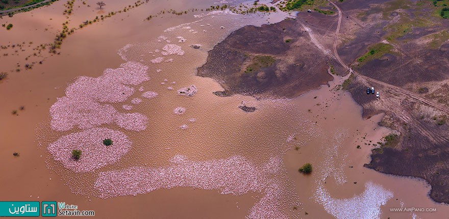 فلامینگو،دریاچه  Bogoria ،کنیا