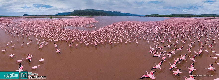 فلامینگو،دریاچه  Bogoria ،کنیا