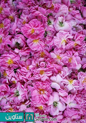 مراسم گلابگیری