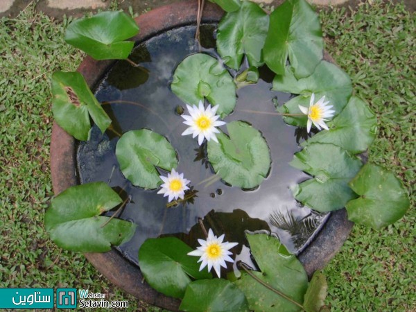 یک حوضچه درون باغچه یا تراس خانه تان بسازید.